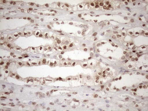 MGMT Antibody (clone OTI4F9)