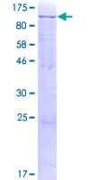 Human MAGED1 / NRAGE Protein (Recombinant GST)