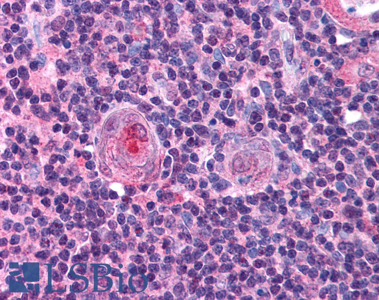 IHC-plus™ NFYB Antibody (N-Terminus)