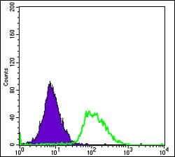 Monoclonal Mouse anti-Human PODXL / Podocalyxin Antibody (clone 5F5, IHC, WB)