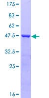 Human EDF1 / MBF1 Protein (Recombinant GST)