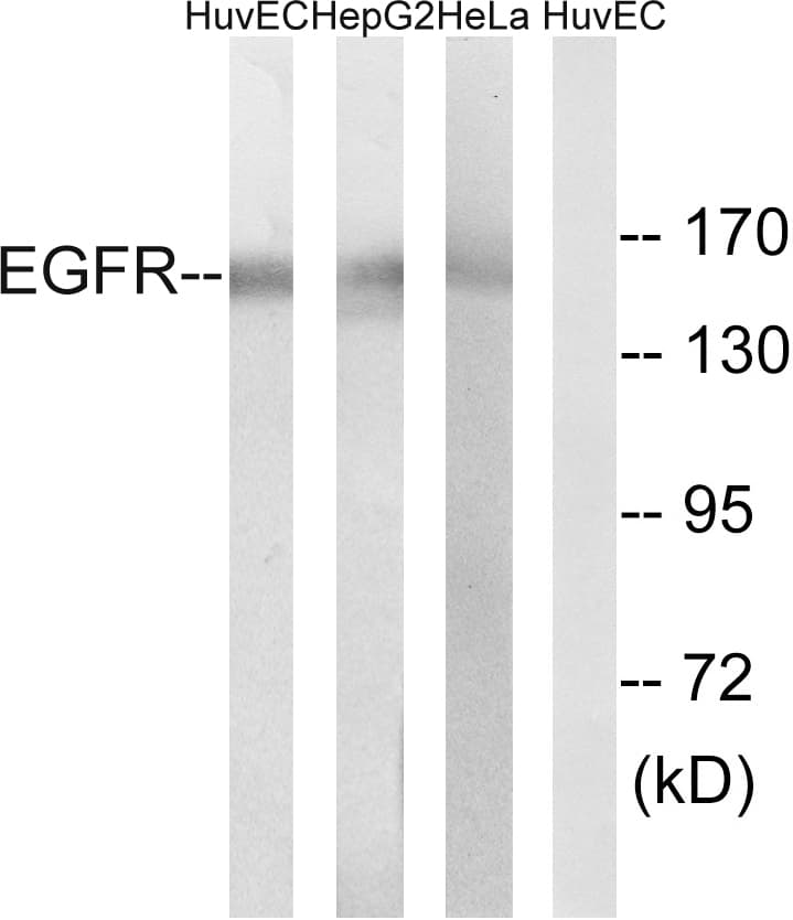 EGFR Antibody (aa1036-1085)