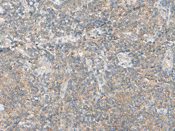 MLNR/GPR38/Motilin Receptor Antibody
