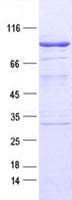 Human TFCP2 / CP2 Protein (Recombinant GST, N-terminus)