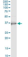SCP2 / SCPX Antibody (clone 2E9-1B3)