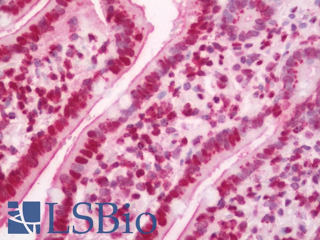 IHC-plus™ GBP2 Antibody (clone 5C8)