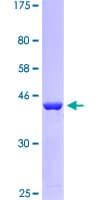 Human C9orf9 Protein (Recombinant GST)