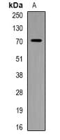PIP5K1A Antibody