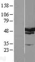 PAI-RBP1 / SERBP1 Protein (Over-Expression Lysate Myc-DDK (Flag))