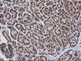 ZSCAN18 / ZNF447 Antibody (clone OTI4F12)