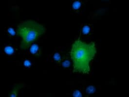 IHC-plus™ Monoclonal Mouse anti-Human PEPD / PROLIDASE Antibody (clone 1B7, IHC, IF, WB)