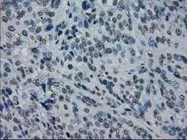 PRKY Antibody (clone OTI2H9, Carrier-free)