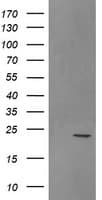 SRY Antibody (clone OTI2C7)