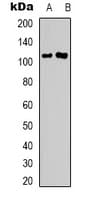 DLGAP1 Antibody (C-Terminus)