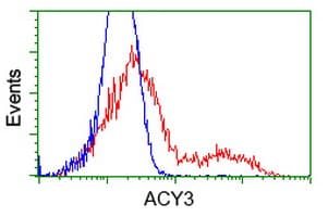 ACY3 Antibody (clone OTI4H7)