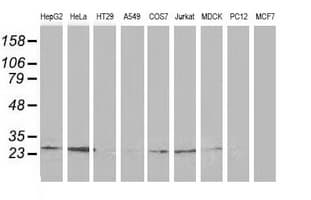 CLPP Antibody (clone OTI1E2, Carrier-free)