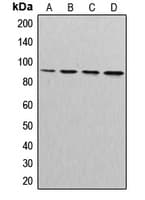 CUL3 / Cullin 3 Antibody (N-Terminus)