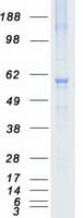 Human NRBP1 / NRBP Protein (Recombinant Myc-DDK (Flag))