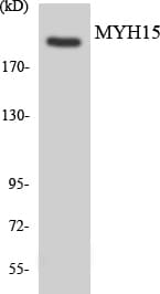 MYH15 Antibody (aa607-656)