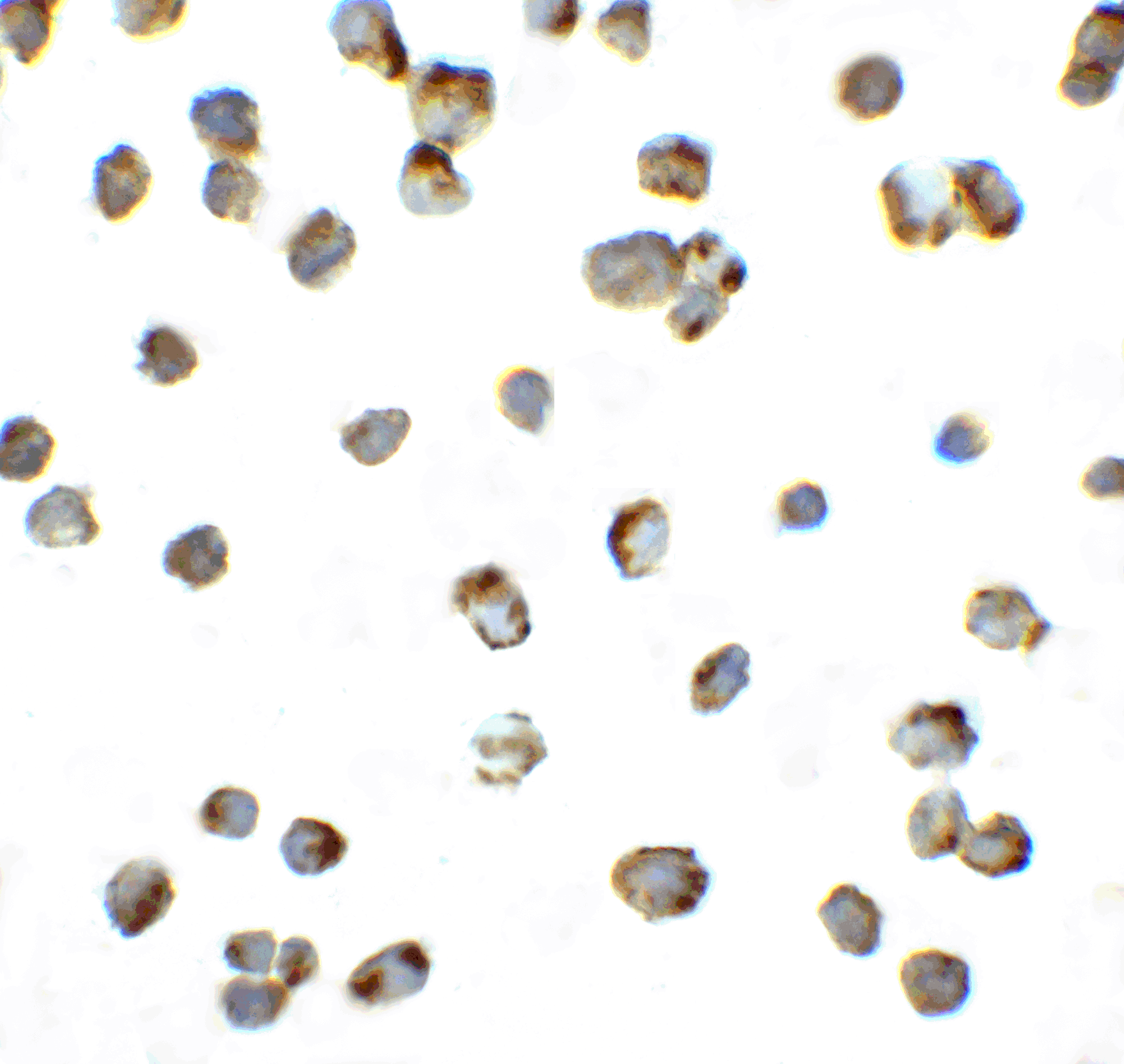 IHC-plus™ PDCD1 / CD279 / PD-1 Antibody