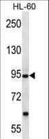 PCDHA12 Antibody (aa166-194)
