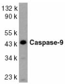 IHC-plus™ CASP9 / Caspase 9 Antibody