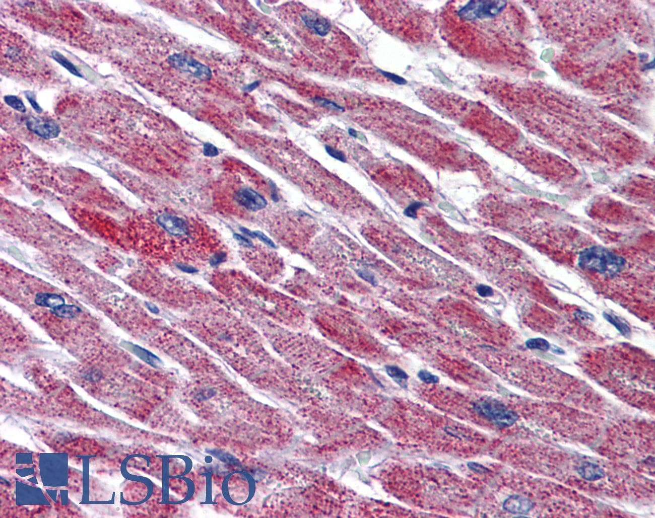 IHC-plus™ DLD / Diaphorase / E3 Antibody (clone 1G11)