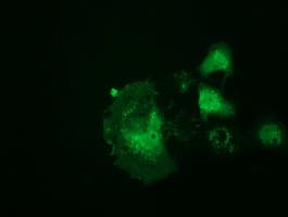RNH1 Antibody (clone OTI4G4)