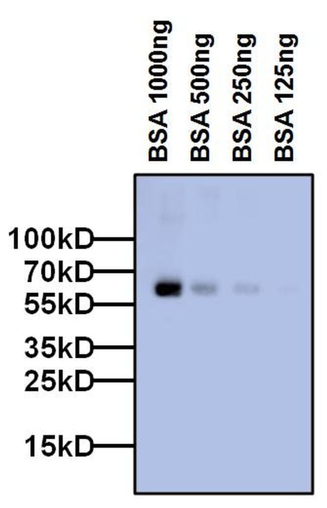 Bovine Serum Albumin Antibody (clone 3G3A2)