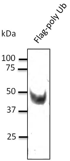 DYKDDDDK Tag Antibody