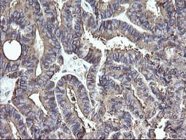 PDIA3 / ERp57 Antibody (clone OTI3H5)
