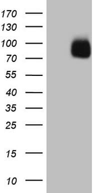 SIRPA / CD172a Antibody (clone OTI2G6, Carrier-free)