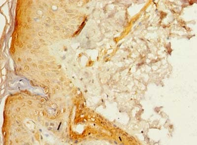 C15orf40 Antibody