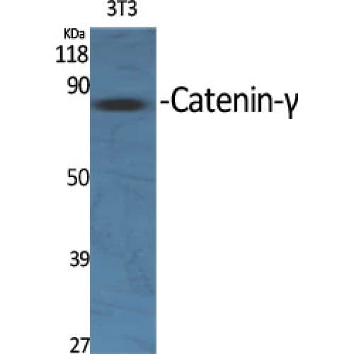 JUP/CTNNG/Junction Plakoglobin Antibody (670-750 aa, C-terminal)
