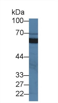SIGIRR Antibody (aa1-118, HRP)