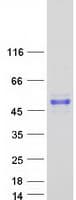 Human MAGEA3 Protein (Recombinant Myc-DDK (Flag))