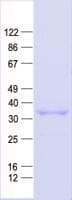 Human MYF5 / MYF 5 Protein (Recombinant His, N-Terminal)