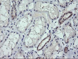 RNF39 Antibody (clone OTI5E10, Carrier-free)