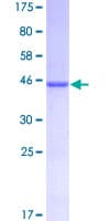 Human CD48 Protein (Recombinant GST)