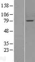 PPEF / PPEF1 Protein (Over-Expression Lysate Myc-DDK (Flag))