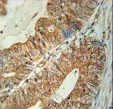 TSPAN3 Antibody (aa90-117)