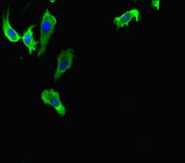 HIF1AN Antibody