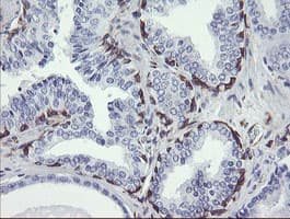 Monoclonal Mouse anti-Human TMEM173 / STING Antibody (clone 1A7, Carrier-free, IHC, WB)
