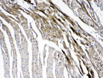 GJC1 / CX45 / Connexin 45 Antibody