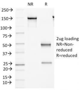 Monoclonal Mouse anti-Human MEGF1 / FAT2 Antibody (clone 8C5, Azide-free,BSA-free, IHC, IF)