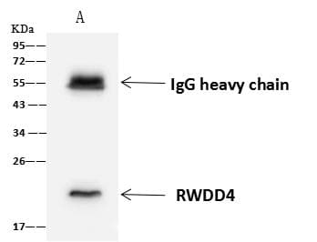 RWDD4A / RWDD4 Antibody