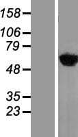 YARS / Tyrosyl-tRNA Synthetase Protein (Over-Expression Lysate Myc-DDK (Flag))