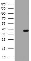 KLK8 / Kallikrein 8 Antibody (aa33-260, clone OTI1E2)