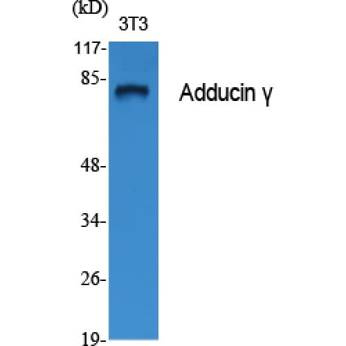 ADD3 Antibody (400-480 aa, Internal)