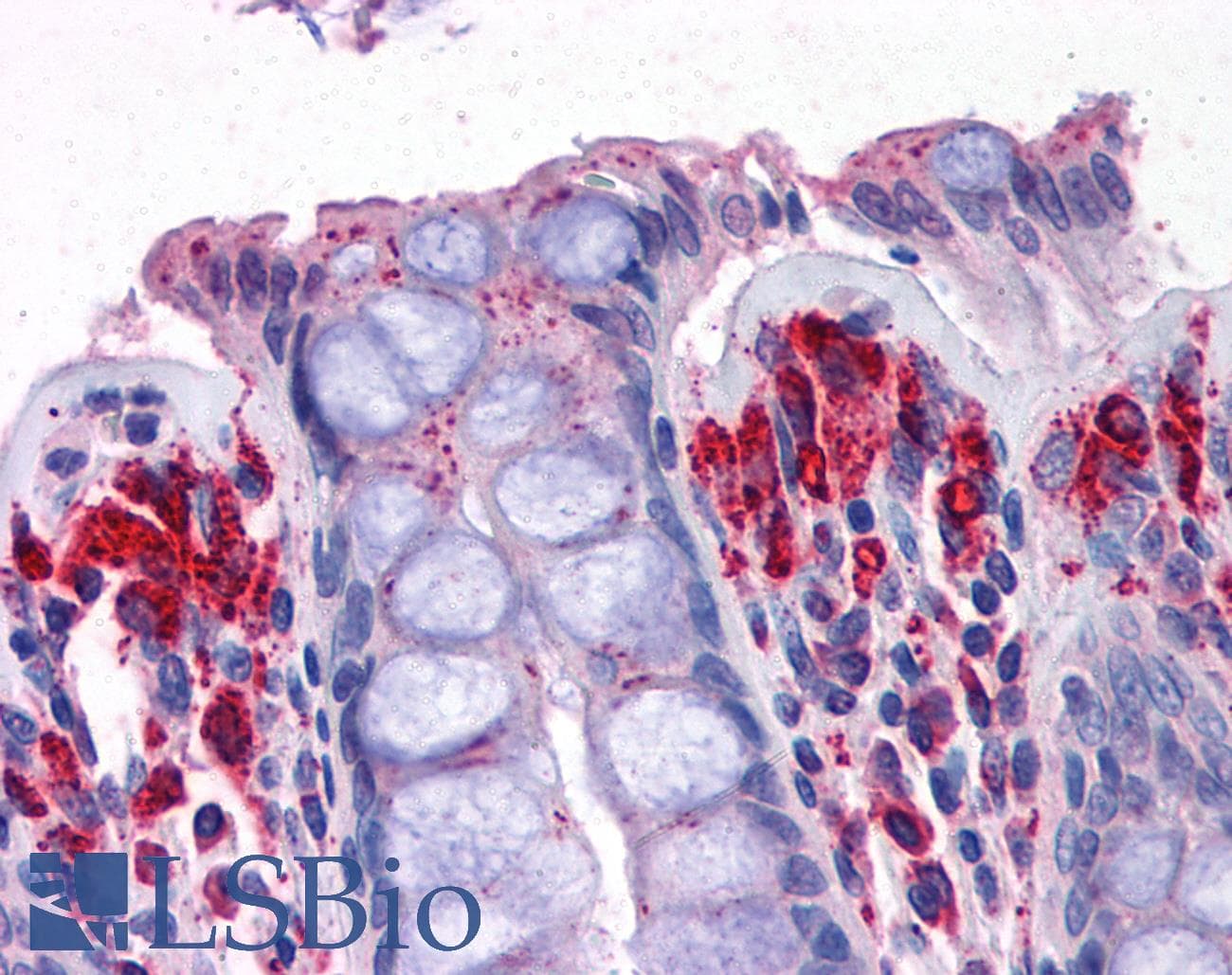 IHC-plus™ PRODH Antibody (aa84-98)